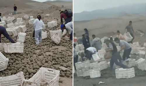 Ciudadanos en Asia utilizaron bolsas, mochilas y hasta las mismas jabas del cargamento para llevarse las paltas regadas. Foto: Composición LR