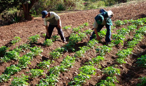 Se estima que la exportación agrícola de Perú alcance los US$10.194 millones en 2025