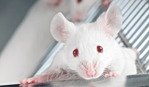 China - Científicos - Neuronas - Células madre - Cerebro - Depresión