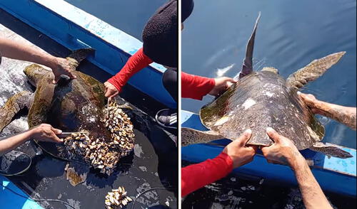 Pescadores retiraron percebes a tortuga y clip es viral en TikTok