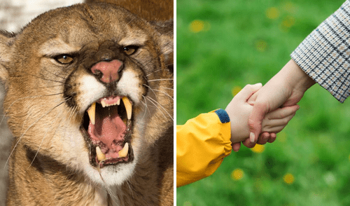 Madre defiende a su hijo de un puma con puñetazos en California, Estados Unidos.