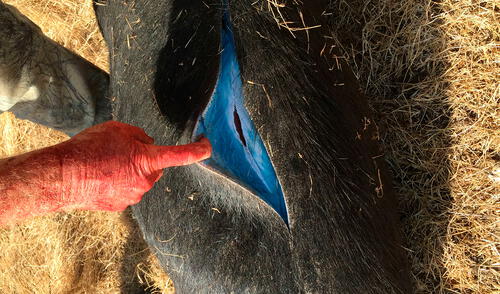 Desde el año 2015 vienen reportándose cerdos salvajes con carne azul.