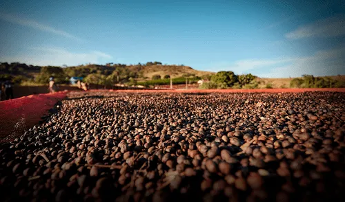 Brasil se consolida como el país que lidera la producción de café en América Latina en 2025. Brasil se consolida como el país que lidera la producción de café en América Latina en 2025.