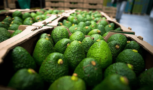 Perú rompe récord mundial como segundo mayor exportador de palta Hass. Foto: Forbes Este país de Sudamérica es el segundo mayor exportador de palta en el mundo con más de US$1.000 millones en 2025