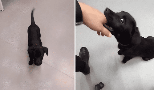 Hombre abandonó a su perro en el aeropuerto porque no dejaron subirlo al avión en Brasil.