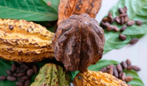 Ecuador es el segundo mayor exportador mundial de cacao en 2025, según la ICCO. Ecuador es el segundo mayor exportador mundial de cacao en 2025, según la ICCO.