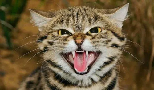 El gato africano es uno de los felinos más cazadores del mundo. Foto: Difusión El gato africano es uno de los felinos más cazadores del mundo.