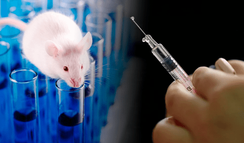 Un experimento en ratones con hilo dental abre la puerta a una alternativa sin agujas para aplicar vacunas