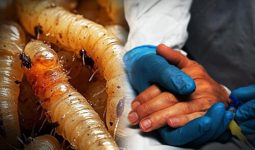 El primer caso del gusano barrenador en humanos fue confirmado en EE.UU. levantando las alertas ante la llegada de esta especie.