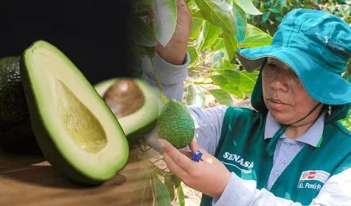 Según Fresh Fruit, las exportaciones de paltas peruanas superaron los US$1.034 millones en el primer semestre de 2025. Según Fresh Fruit, las exportaciones de paltas peruanas superaron los US$1.034 millones en el primer semestre de 2025.