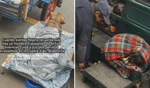 Trabajador peruano conmueve en redes al cuidar de sus perritos mientras trabaja