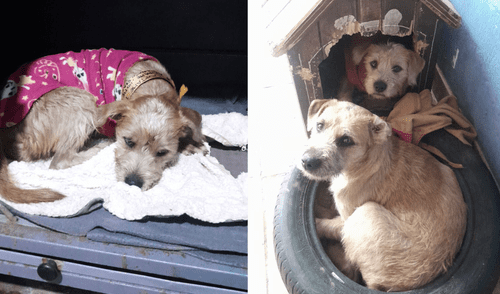 Dos perritas fueron halladas en la estación Naranjal del Metropolitano.