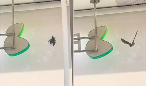 La escena dejó perplejos incluso al vigilante del banco, quien se sorprendió al ver al murciélago volar.
