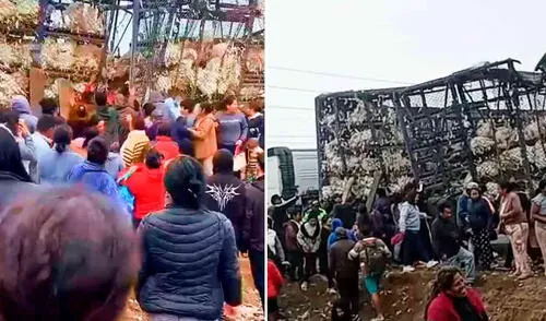 Tráiler lleno de pavos se volcó en Mala y ciudadanos los sustraen en plena vía pública