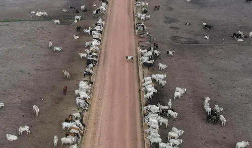 El 69% del metano lanzado a la atmósfera por Brasil en 2023, unas 14,5 millones de toneladas, surgió de la fermentación entérica del ganado bovino. El 69% del metano lanzado a la atmósfera por Brasil en 2023, unas 14,5 millones de toneladas, surgió de la fermentación entérica del ganado bovino.
