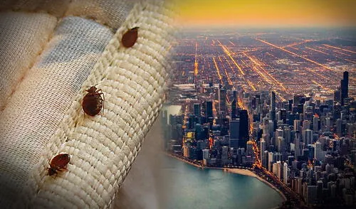Un estudio califica a Chicago como la ciudad más infestada de Chinches en EEUU, debido a su constantes visitas turísticas.