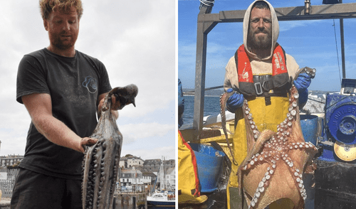Expertos sugieren que el calentamiento de los océanos, provocó esta cantidad descomunal de pulpos nunca antes visto en aguas británicas.