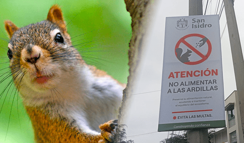 Municipalidad de San Isidro propone multar a las personas que alimenten ardillas. Foto: composición LR