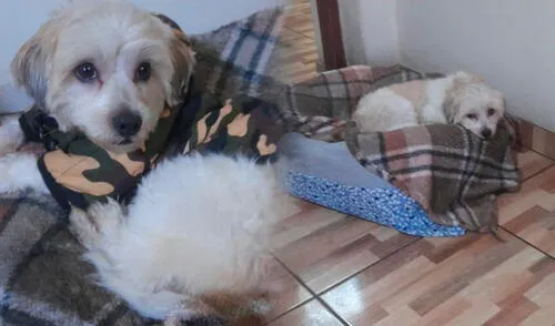 De acuerdo con la denuncia, la mascota habría tenido problemas respiratorios luego de haber sido bañada en el Spa Canino. Foto: Composición LR De acuerdo con la denuncia, la mascota habría tenido problemas respiratorios luego de haber sido bañada en el Spa Canino. Foto: Composición LR