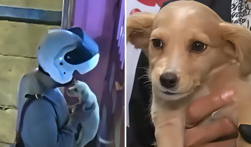 En Ate, un hombre abandonó a una cachorra de dos meses arrojándola por las rejas de una veterinaria En Ate, un hombre abandonó a una cachorra de dos meses arrojándola por las rejas de una veterinaria