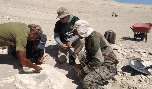 El fósil de una nueva especie de ave marina fue descubierta en el desierto de Ocucaje en Perú.