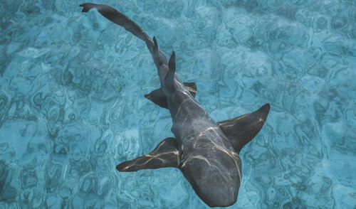 Los dientes de los tiburones no están diseñados para resistir los efectos de la acidez del mar