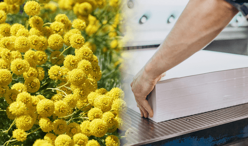 El polen podría servir como un material para crear productos ecológicos.