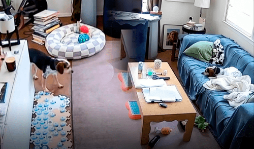 El tierno momento del perrito Jude emocionó a varios usuarios en redes sociales en EE.UU.