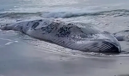 La ballena jorobada continúa varada en la playa mientras se investiga el motivo de su muerte. Foto: Canal N La ballena jorobada continúa varada en la playa mientras se investiga el motivo de su muerte. Foto: Canal N