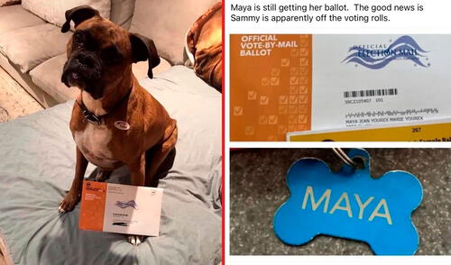 En dos ocasiones, la mujer publicó fotos de la boleta de votación de su perrita 'Maya Jean'. Foto: Laura Yourex/X