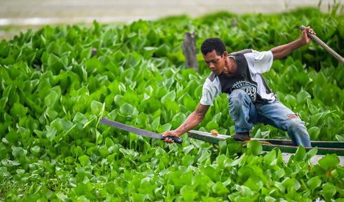 Pobladores han intentado deshacerse de la planta invasora, pero vuelve a crecer. Foto: AFP