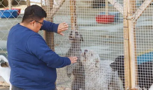 Animalistas consideran que las leyes contra el abandono y el maltrato animal son un saludo a la bandera.