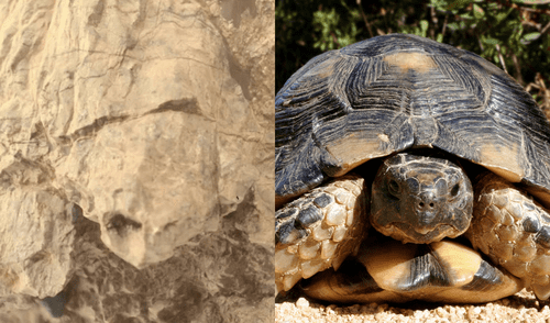 Perseverance halló la figura de una tortuga en una roca erosionada por el viento. Foto: NASA/iStock Tortuga - NASA - Marte
