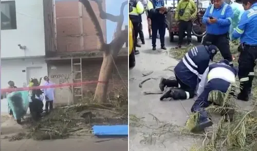 Trabajador municipal fallece en trágico accidente mientras podaba un árbol en Surco Trabajador municipal fallece en trágico accidente mientras podaba un árbol en Surco