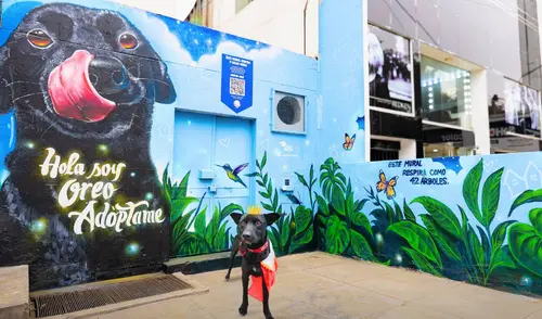 Los interesados en adoptar a Oreo u otro perrito pueden escanear un código QR en el mural ubicado en Av. San Luis 2170 o visitar las redes sociales de Buena Causa. Los interesados en adoptar a Oreo u otro perrito pueden escanear un código QR en el mural ubicado en Av. San Luis 2170 o visitar las redes sociales de Buena Causa.