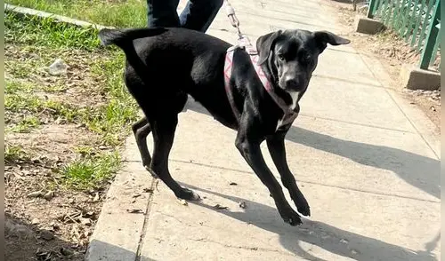 Negrita busca una familia que le pueda dar el amor que no conoció en la calle. Ella te espera.