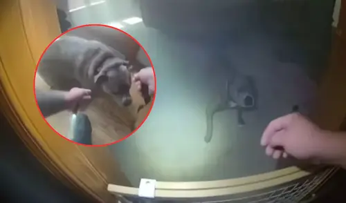 Perro es rescatado en un incendio en casa, pero antes guía a policía a que le ponga su correa