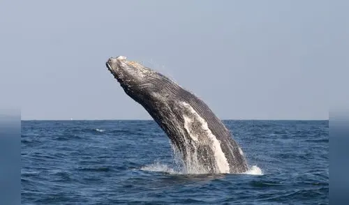 El Perú debe ratificar el Tratado de Alta Mar El Perú debe ratificar el Tratado de Alta Mar
