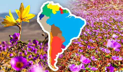 El fenómeno del Desierto Florido en el Desierto de Atacama, Chile, no ocurre anualmente; su aparición es esporádica. Foto: Composición LR La razón por la que el desierto más seco del mundo, ubicado en Sudamérica, se llenó de flores blancas y púrpuras