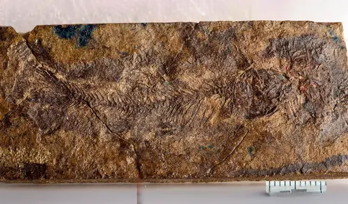 El estudio reveló el otófiso más antiguo de América del Norte.