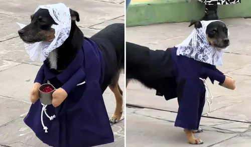 Perrito con hábito morado roba corazones durante procesión del Señor de los Milagros