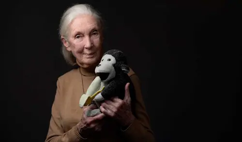 Jane Goodall, etóloga y primatóloga británica, dedicó su vida a estudiar y proteger a los chimpancés. Foto: AFP