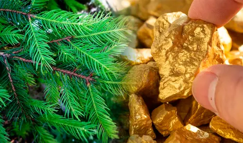 Las hojas de abeto rojo podrían acumular partículas de oro si están cerca del suelo con presencia del mineral. Foto: Pexels Las hojas de abeto rojo podrían acumular partículas de oro si están cerca del suelo con presencia del mineral.