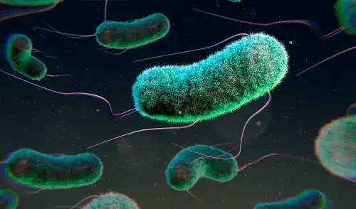 Bacterias como la E. coli ahora son mucho más resistentes a los tratamientos.