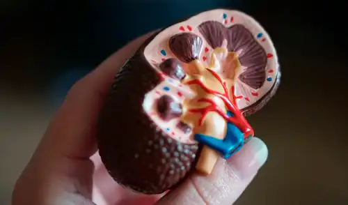 El procedimiento que modifica al riñón brindaría una nueva esperanza a los pacientes que esperan por un donante compatible.