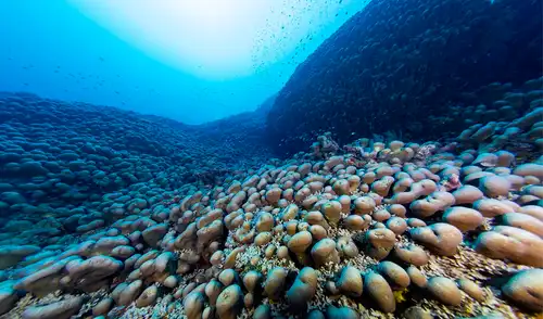 Buceadores del proyecto Pristine Seas midieron el coral más grande del mundo en las Islas Salomón.