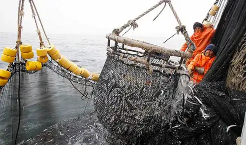 El Produce decidió no computar la primera temporada de pesca de anchoveta de 2025 El Produce decidió no computar la primera temporada de pesca de anchoveta de 2025