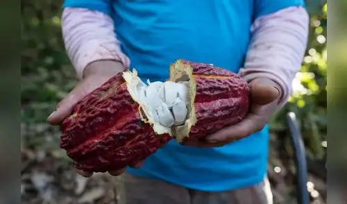 Cacao peruano de gran calidad. Cacao peruano de gran calidad.