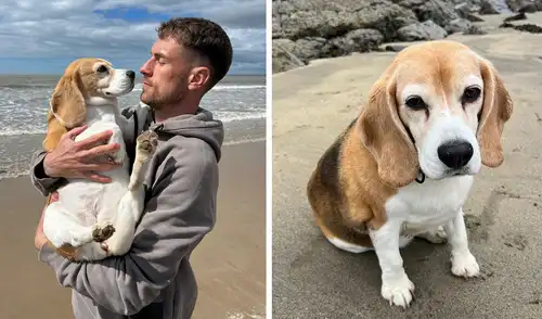 El jugador de Pumas no tiene noticias de su mascota desde hace una semana. Foto: composición de LR/Aaron Ramsey/X