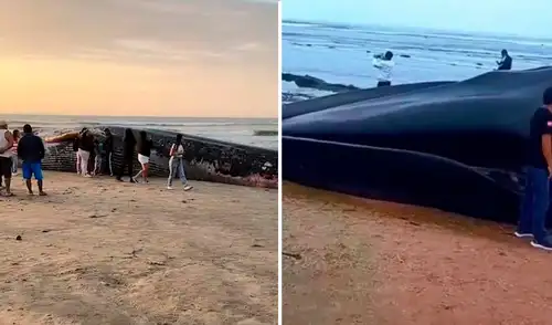 Vecinos piden el apoyo de las autoridades para enterrar a la enorme ballena. Foto: Composición LR